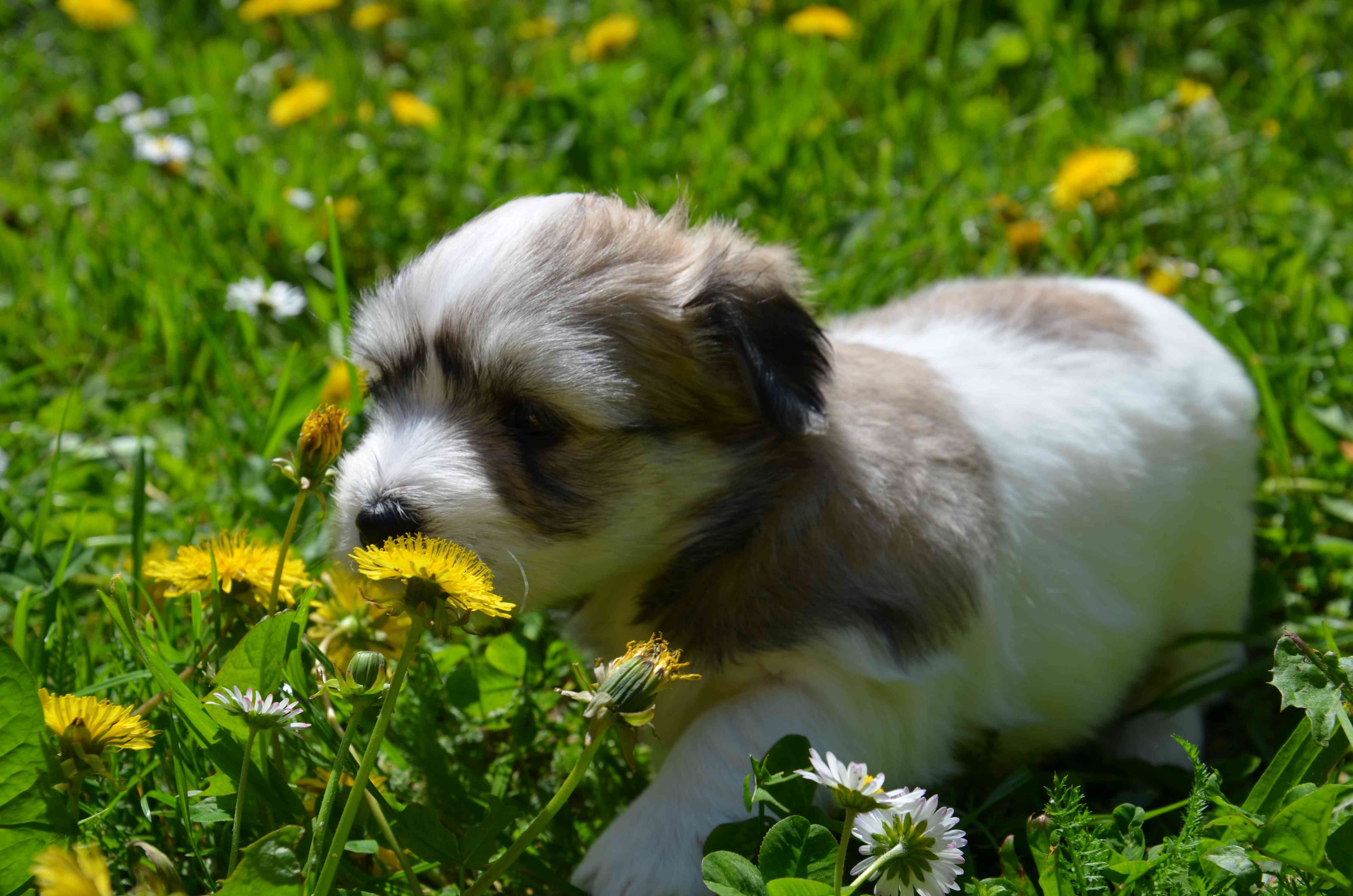 DSC_0484 stračenka